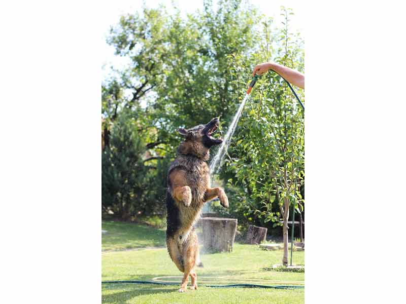 home sitter qui arrose un chien et s'amuse avec lui