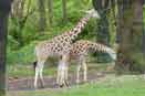 2 girafes au zoo du Bronx