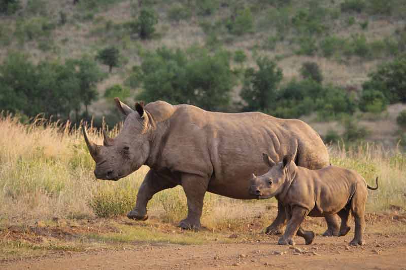 Rhinocéros adulte et enfant dans le parc de Kruger en Afrique du Sud