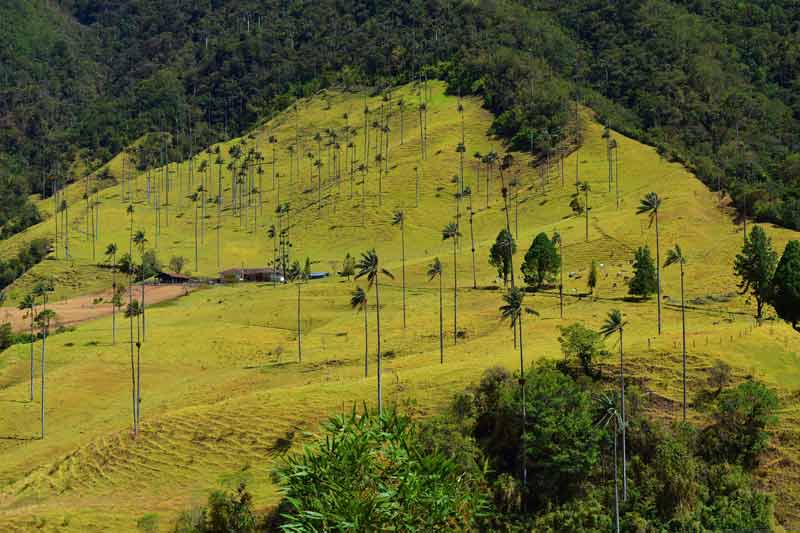 Palmiers de cire dans la vallée de Cocora en Colombie, sur des collines verdoyantes au pied des Andes