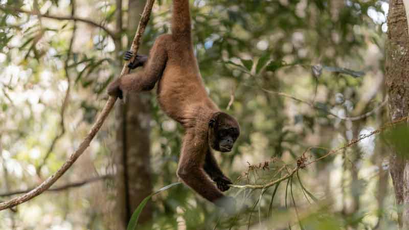 Singe laineux suspendu à une branche dans la forêt amazonienne de Colombie