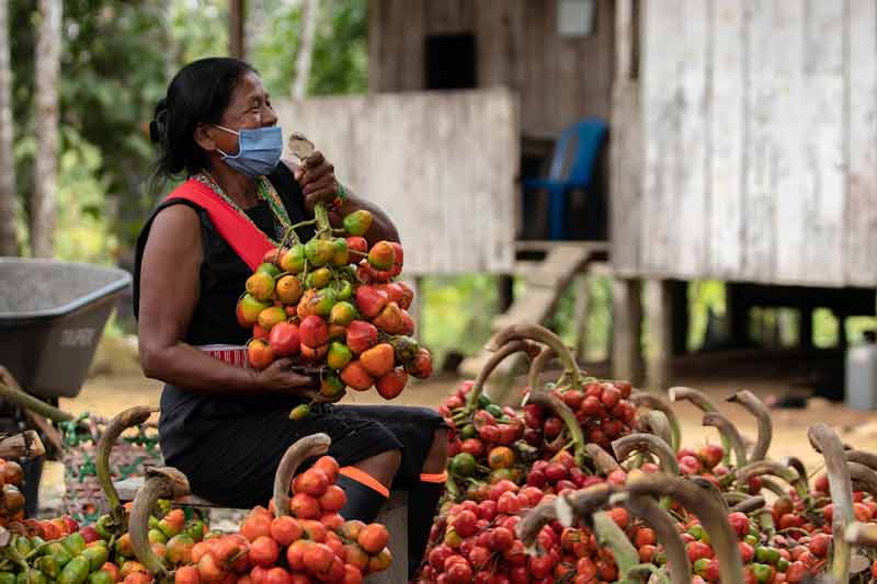Femme autochtone en Amazonie colombienne récoltant des fruits tropicaux devant une maison traditionnelle
