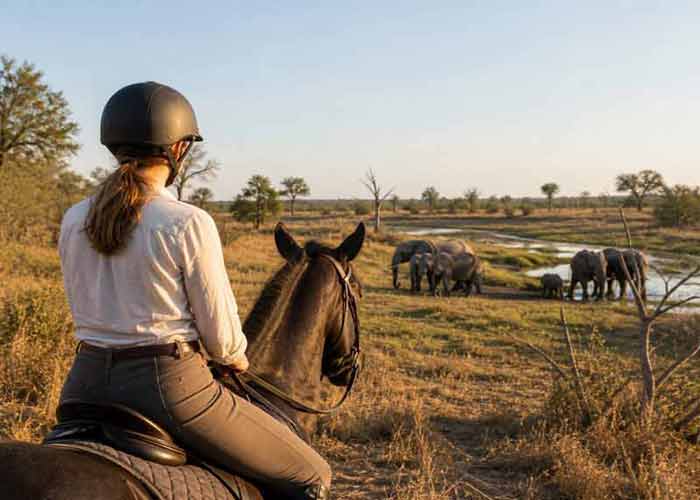 safari � cheval en Afrique : groupe de girafes se d�pla�ant dans la savane bois�e