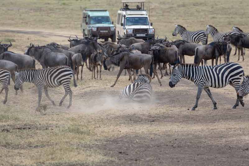 Safari en 4x4 dans le parc national de Tarangire en Tanzanie, devant un troupeau de gnous et de zèbres