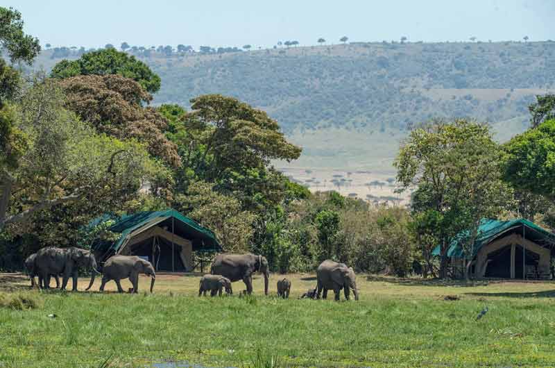 Eléphants qui passent devant un camp de tentes en Tanzanie