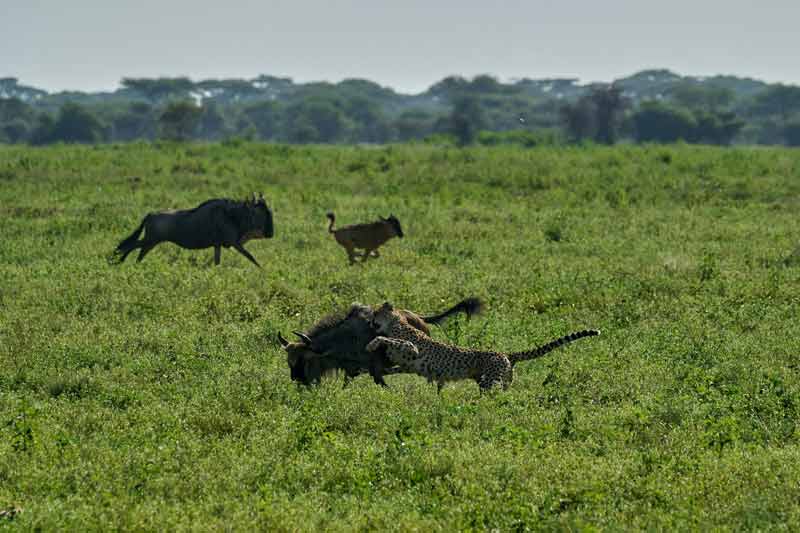 Panthère qui chasse un gnou dans la région de Ndutu en Tanzanie