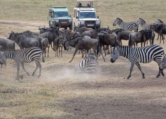 Safari en 4x4 dans le parc national de Tarangire en Tanzanie, devant un troupeau de gnous et de zbres