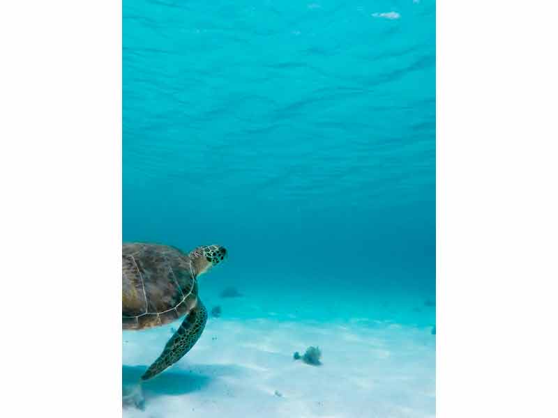 Tortue marine nageant dans les eaux claires des Saintes, spot de plongée en Guadeloupe