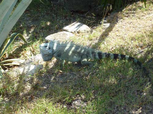 Iguane au soleil dans le jardin sec du Fort Napoléon aux Saintes (Guadeloupe)