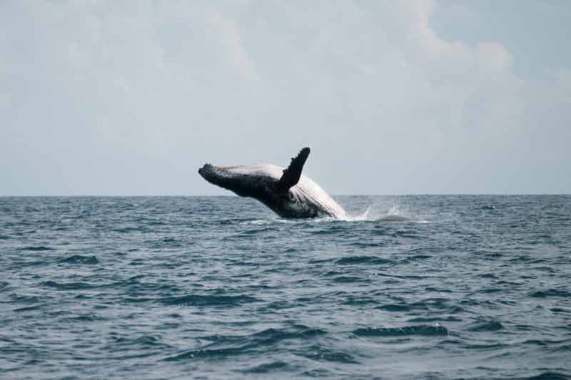 Baleine à bosse sautant hors de l’eau au large de Saint-Leu, sur la côte ouest de La Réunion