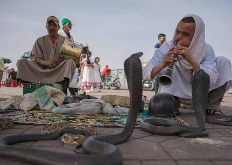 Charmeur de serpents jouant de la flûte sur la place Jemaa el-Fna à Marrakech, avec des cobras dressés devant lui et des musiciens en arrière-plan