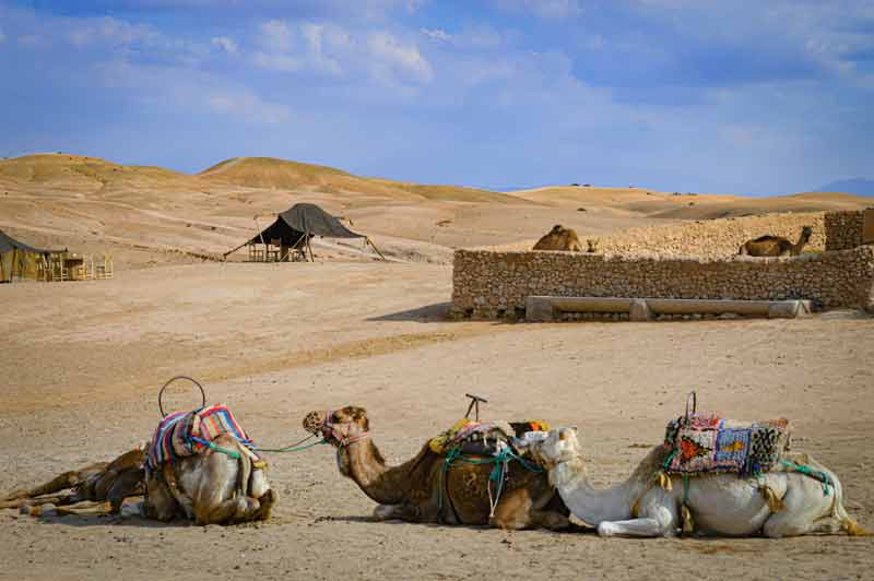 Dromadaires ornés de selles colorées se reposant dans le désert d’Agafay près de Marrakech, avec des tentes berbères et des collines arides en arrière-plan