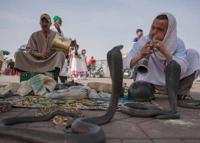 Charmeur de serpents jouant de la flte sur la place Jemaa el-Fna  
							Marrakech, entour de cobras dresss et de musiciens traditionnels en arrire-plan