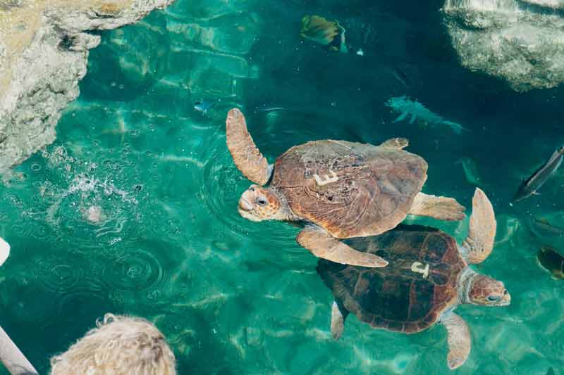 Tortues marines nageant dans les eau turquoise de l'aquarium de Mnarani à Zanzibar, entourées de poissons colorés et de rochers naturels